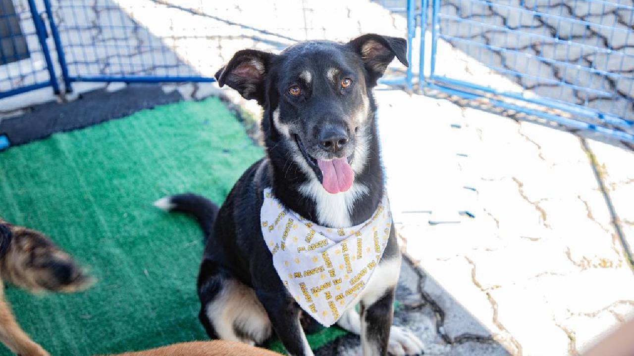 Agendamento de castração de pets acontece nesta quarta-feira, dia 3