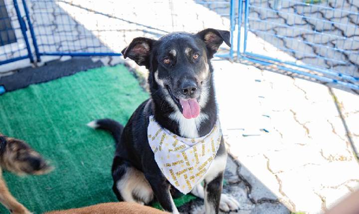 Agendamento de castração de pets acontece nesta quarta-feira, dia 3