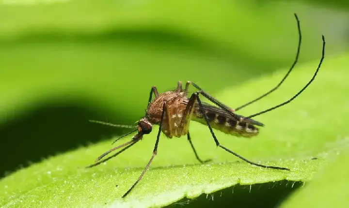 Anvisa libera testes em humanos de vacina brasileira contra malária