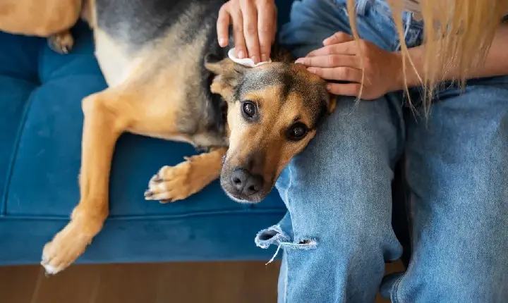 Dia do Cachorro: os sinais que o pet encontra para dizer 