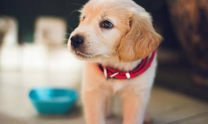 Doguinho precisando de um lar