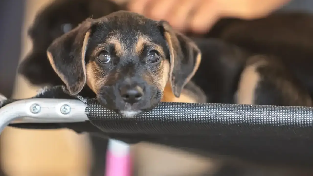 Governo abre consulta pública sobre genéricos e similares veterinários