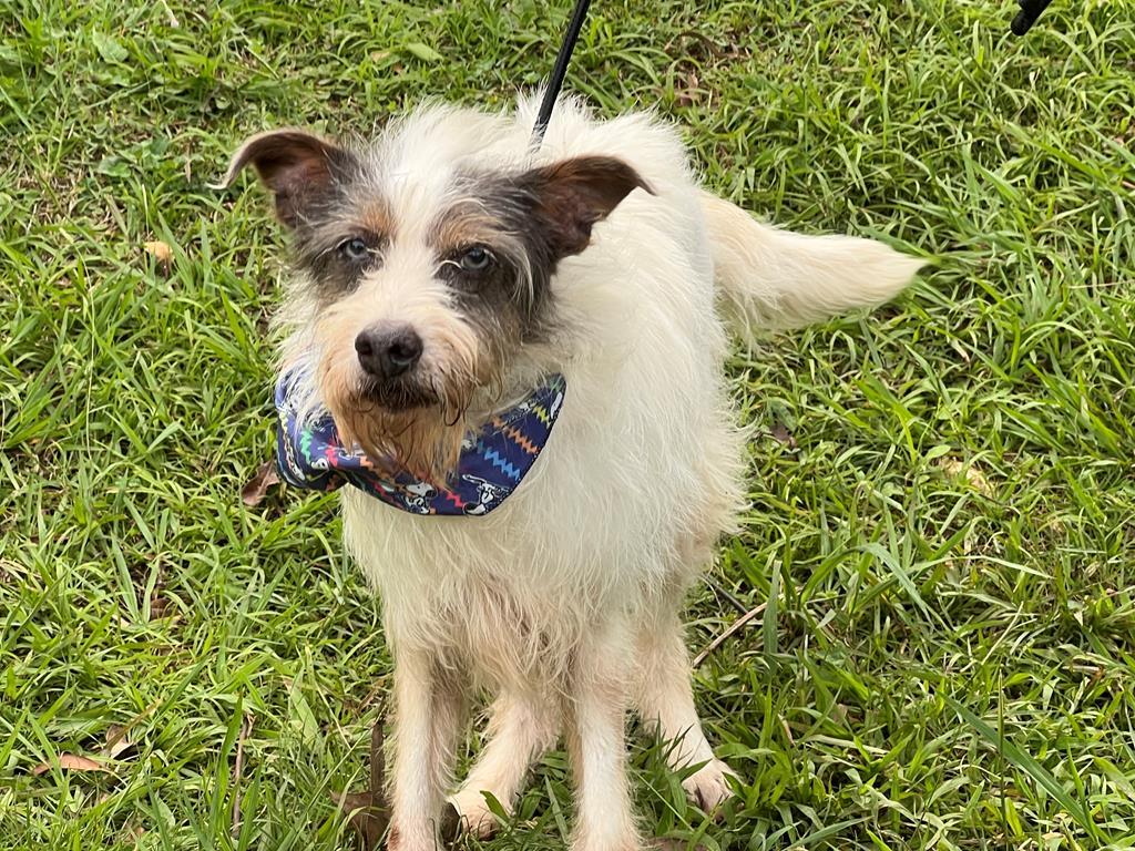 Feiras de Adoção de Pets movimentam Barueri durante todo o mês de junho Resumo: