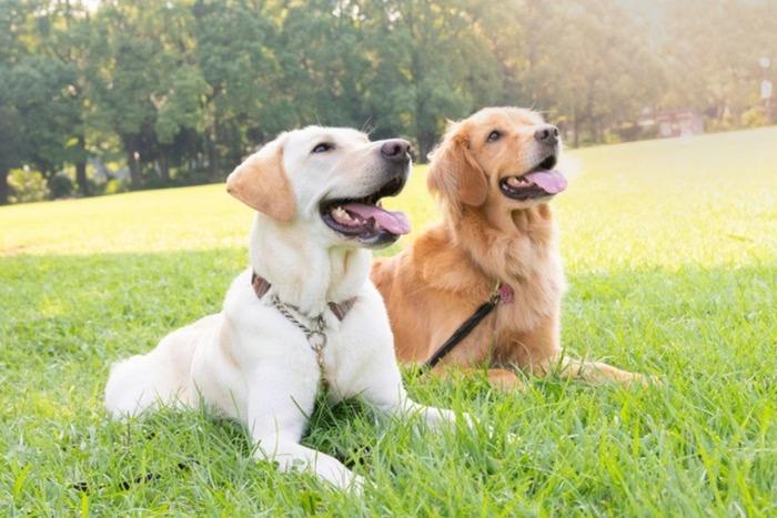 Cães detectam Parkinson pelo cheiro da pele anos antes dos sintomas