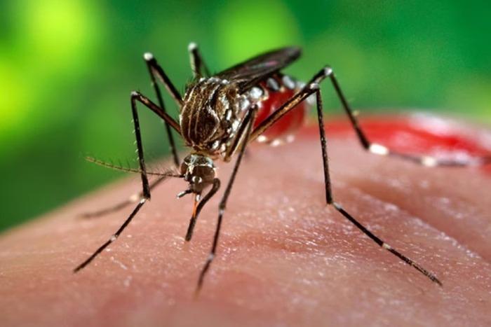 OMS alerta para risco global de surto do vírus chikungunya