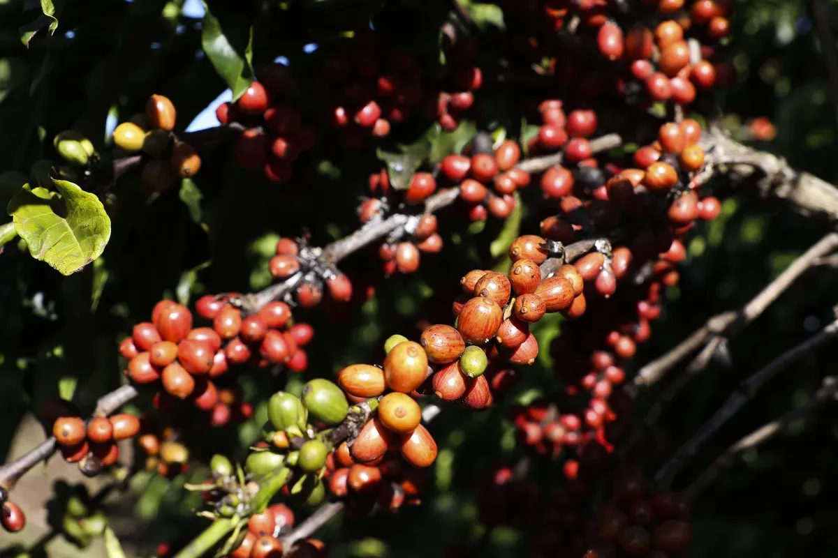 Café barateou por causa do tarifaço? Veja o que dizem especialistas
