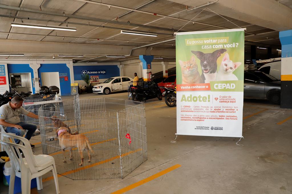 Feiras de adoção de pets de novembro começam neste sábado
