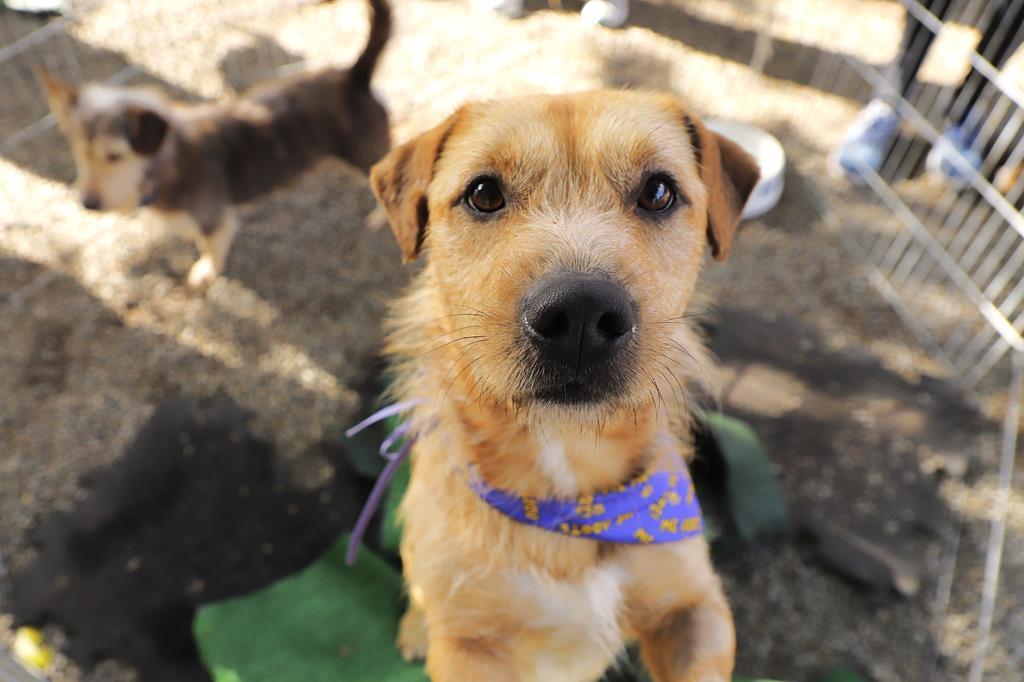 Agendamento de castração gratuita de pets em Barueri recomeça dia 4 de fevereiro