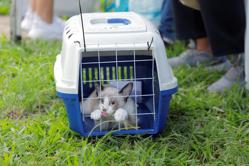 Barueri abre inscrições para castração gratuita de cães e gatos, dia 4