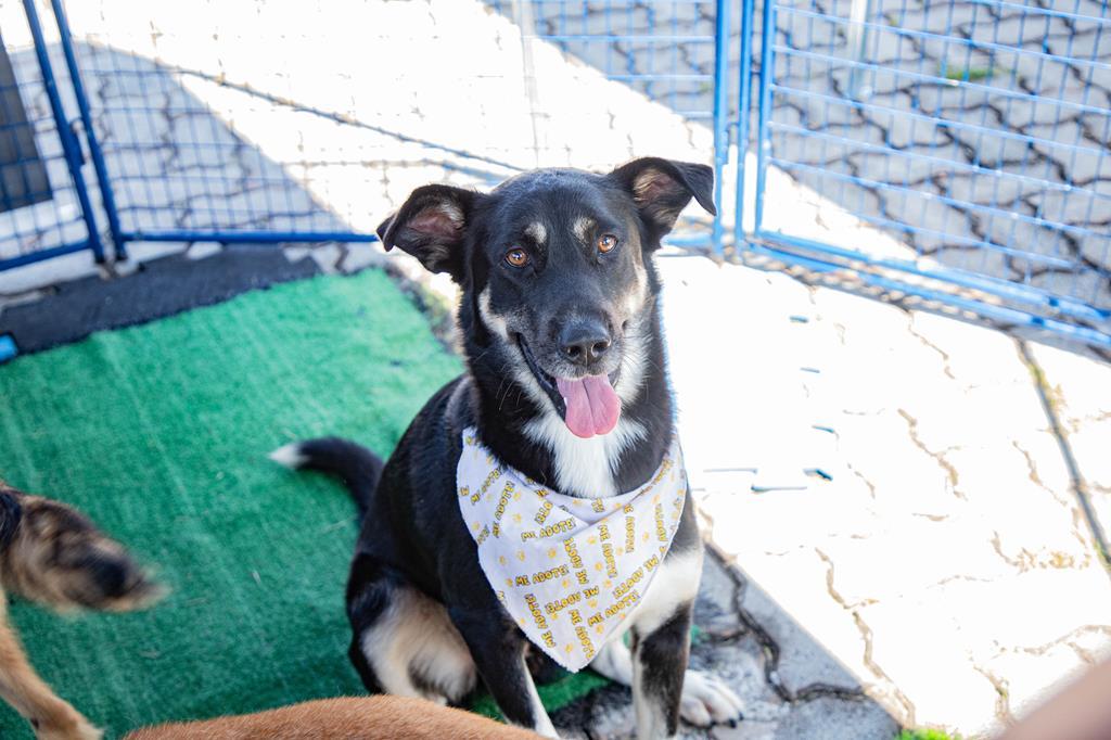 Agendamento de castração de pets acontece nesta quarta-feira, dia 3