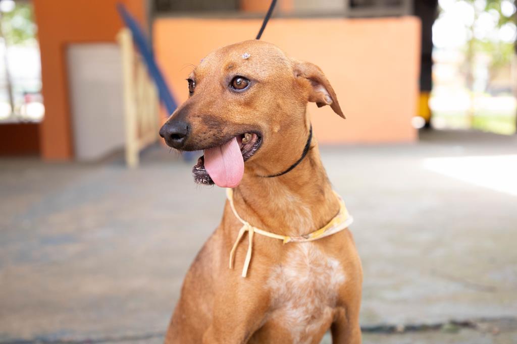Agosto terá feiras de adoção de pets em diversos pontos de Barueri e região, com início no dia 1